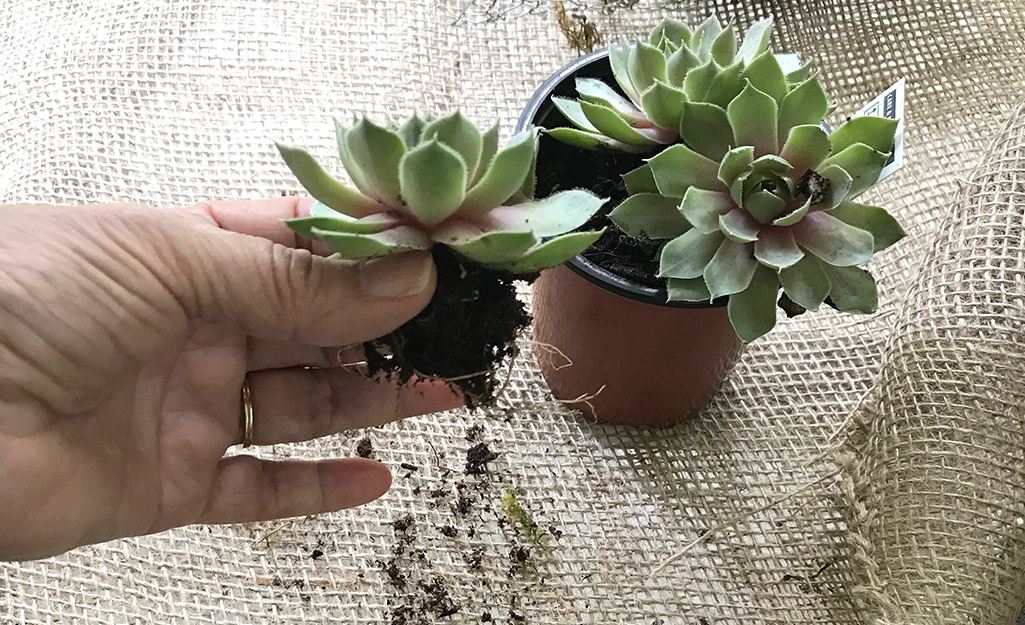 Person shaking off the potting mix.