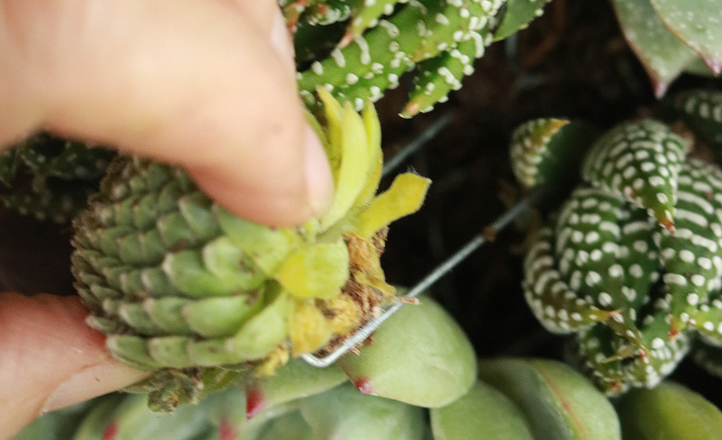 Person attaching the succulents using floral pins.