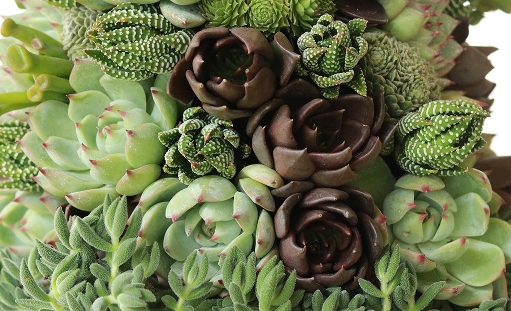 Close-up of succulents.