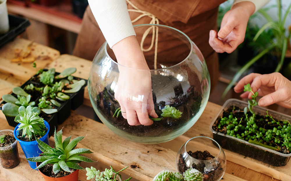 hanging terrariums