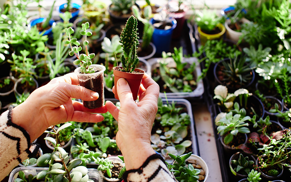 making a terrarium