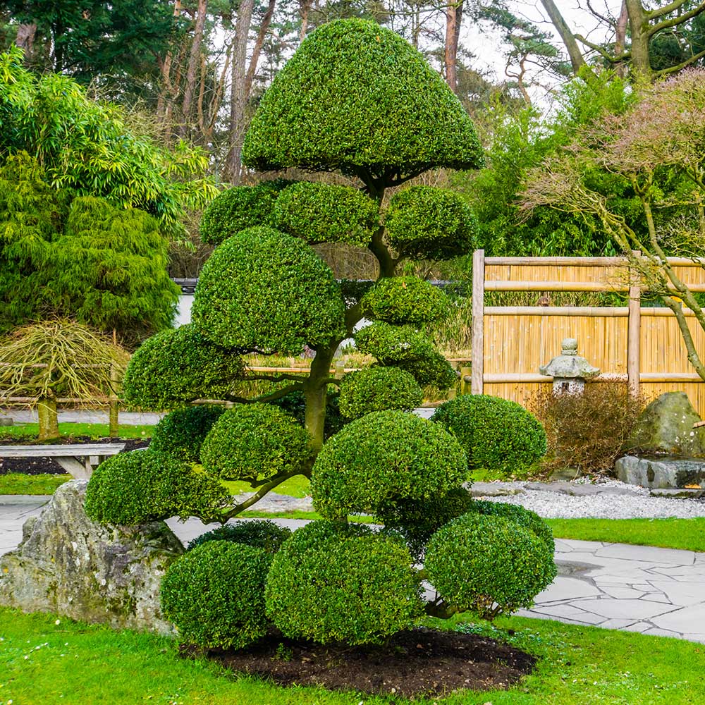 A topiary in a yard