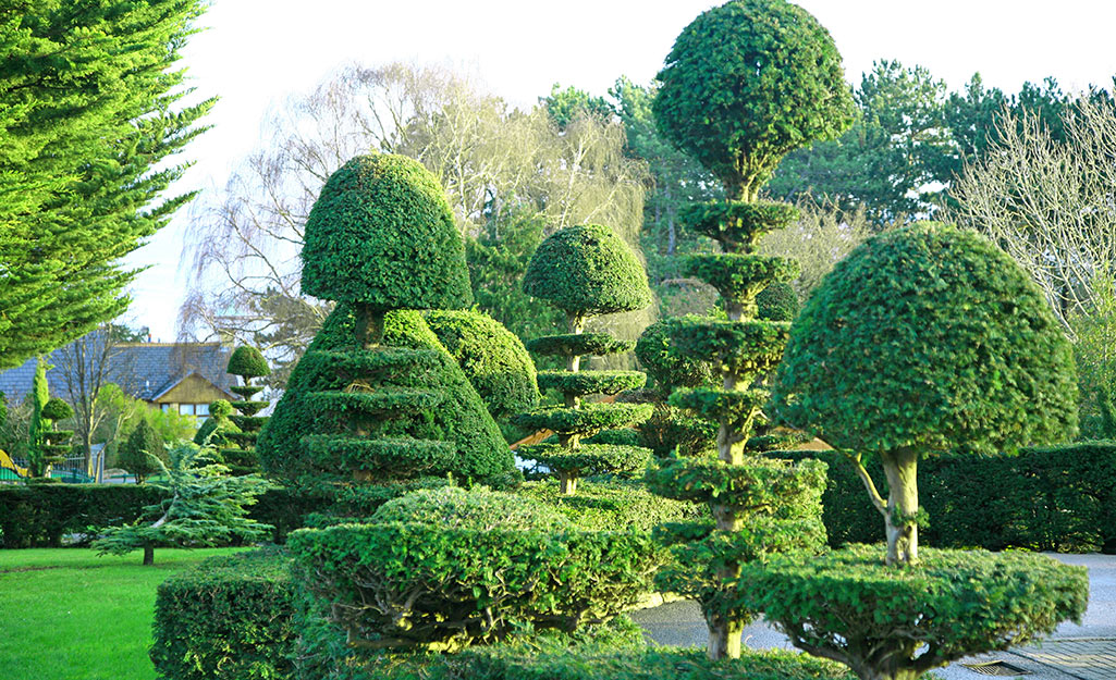 an array of topiaries in a yard