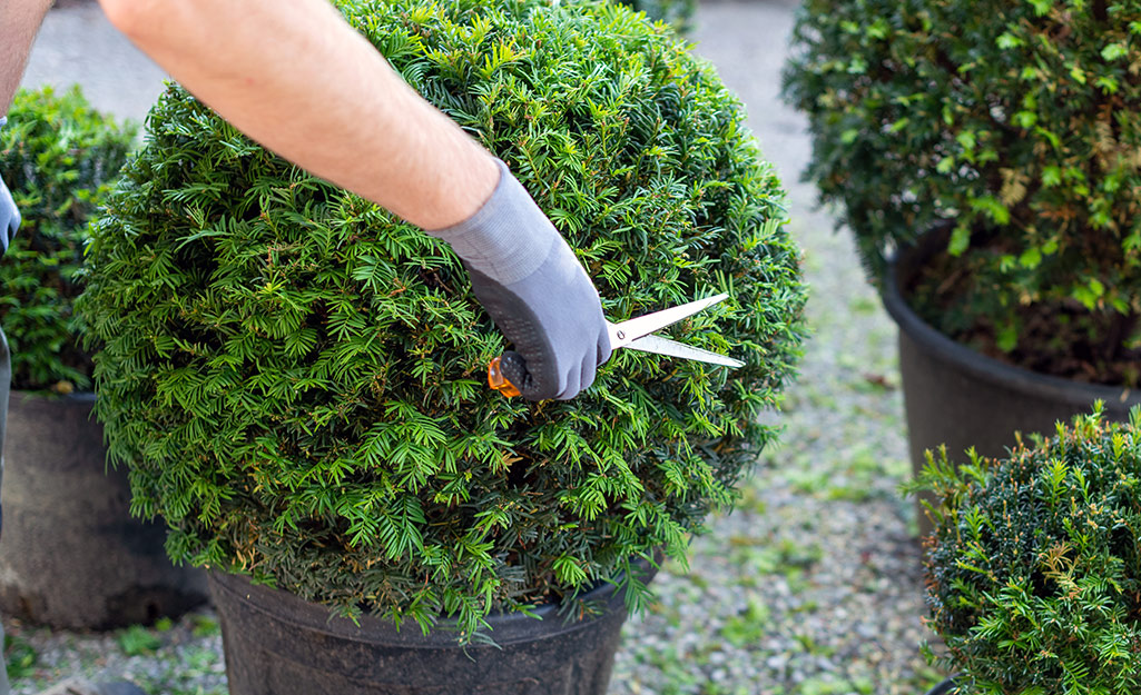 a hand trimming the leaves of a topiary