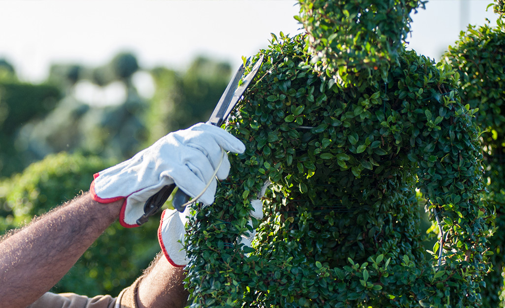 a person trimming and shaping a topiary