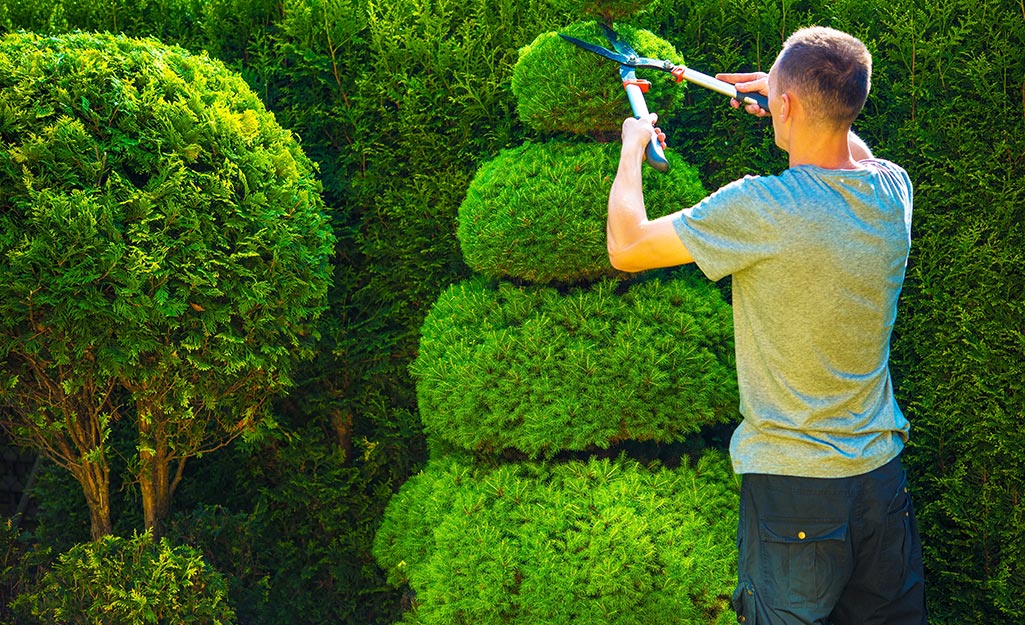 someone trimming a topiary