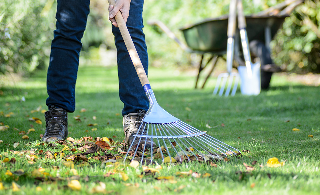 Someone raking leaves from a lawn to make a place for a Zen garden.