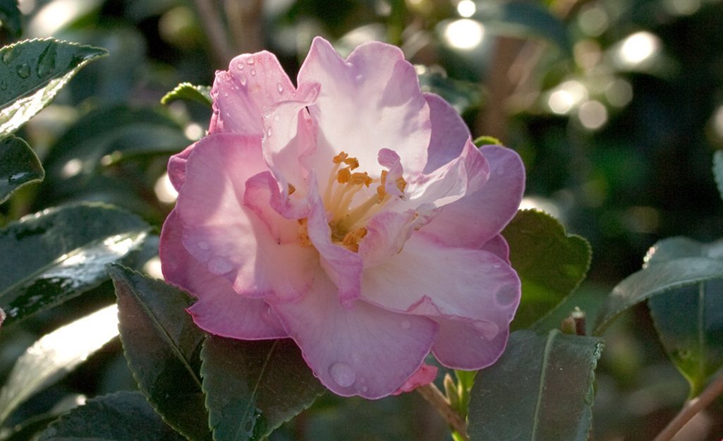 A pink camellia blossom for a Zen garden.