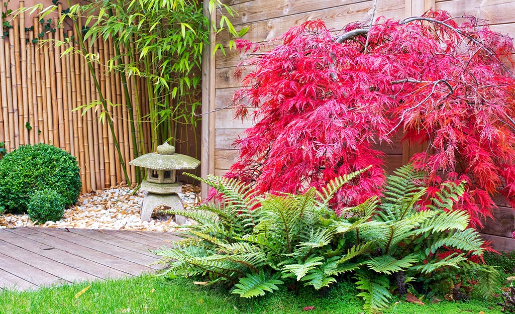 A small Zen garden in a backyard, backed by a bamboo screen, and made with white pebbles, a stone lantern and planted with ferns and a red Japanese maple tree.