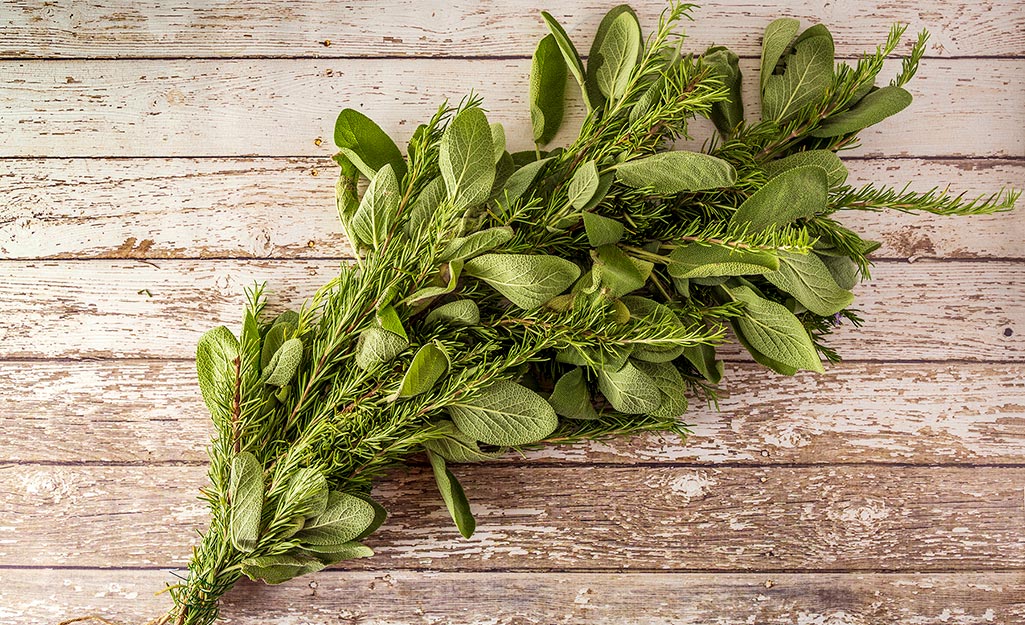 Lots of herb bundles tied together.