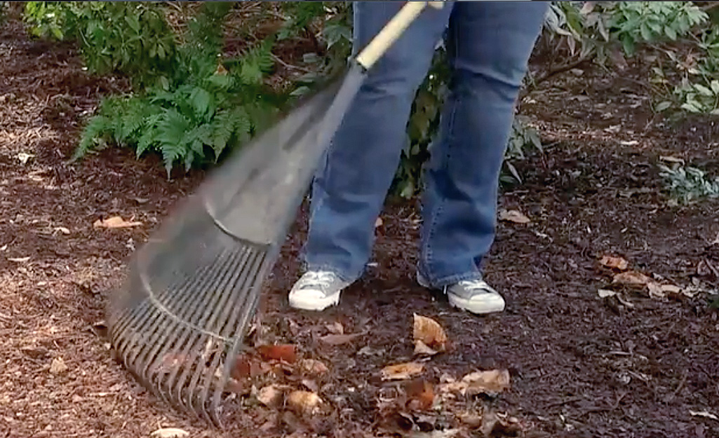 Gardener rakes area for garden Gardener rakes area for garden