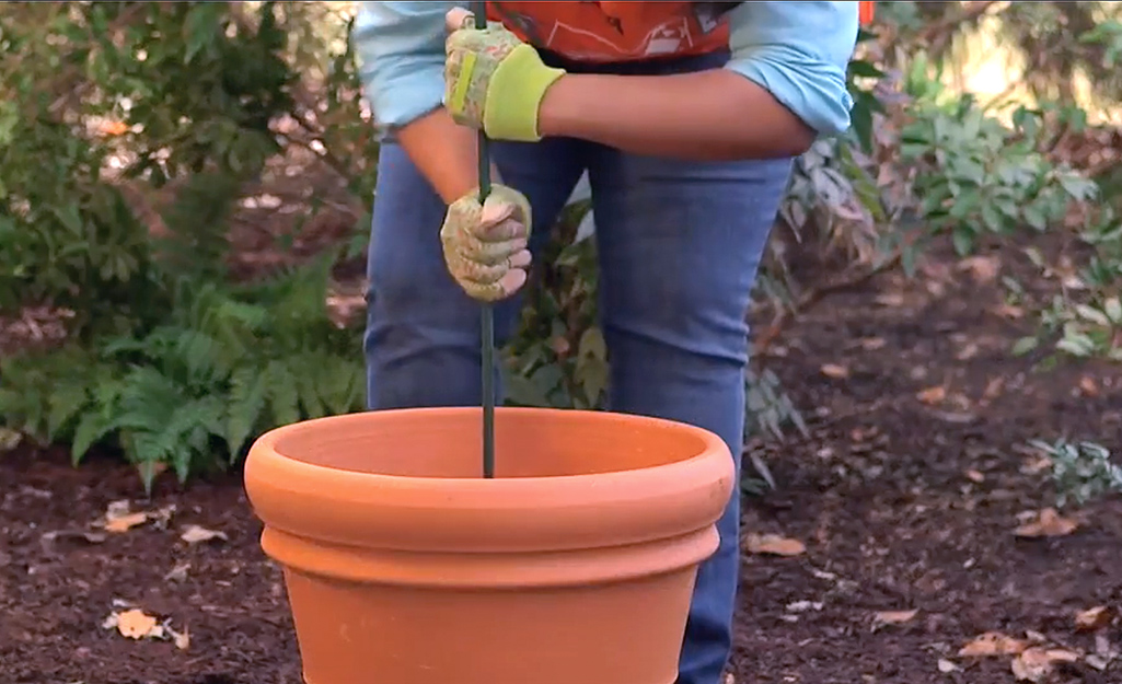 Gardener places stake in container Gardener places stake in container