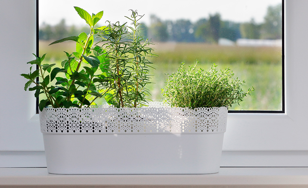 Three different kinds of herbs growing in a decorative white container in a bright window.
