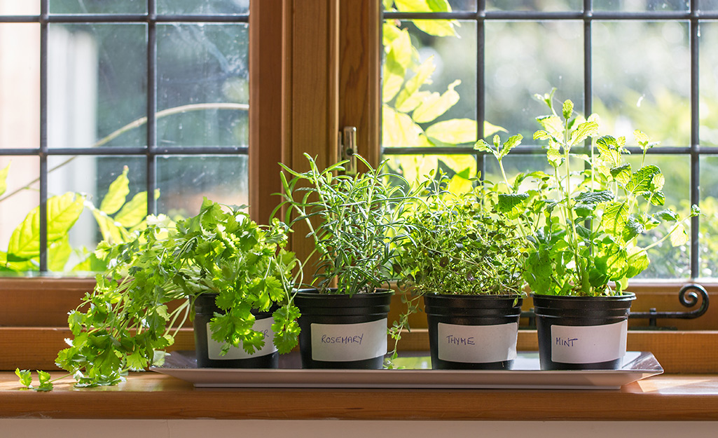 Small, black pots with white labels holding rosemary, thyme, coriander and mint plants in a sunny window.