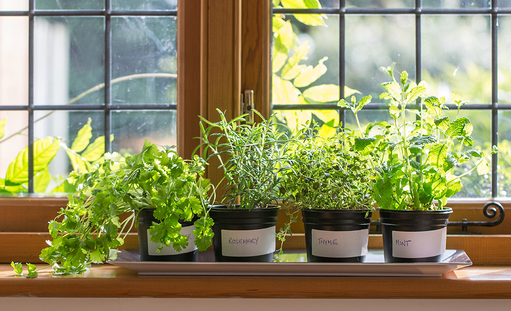 potted herb plants