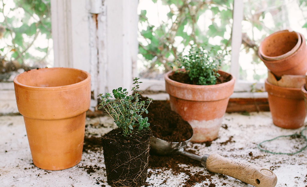 A garden trowel filled with potting mix, an un-potted herb plant and several terra cotta pots sitting beside a window.