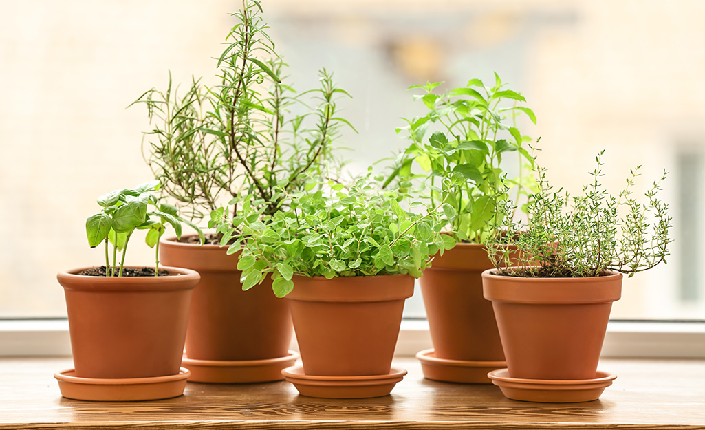 Five terra cotta pots in saucers planted with a variety of herbs.