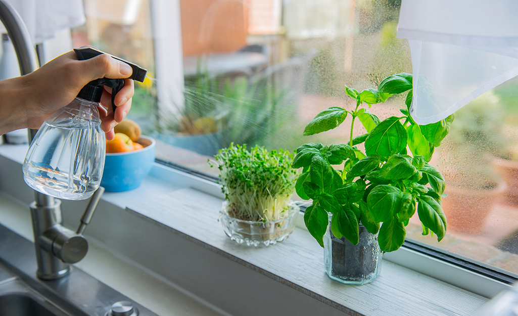 Someone using a spray bottle to mist two pots of herbs in a kitchen window.