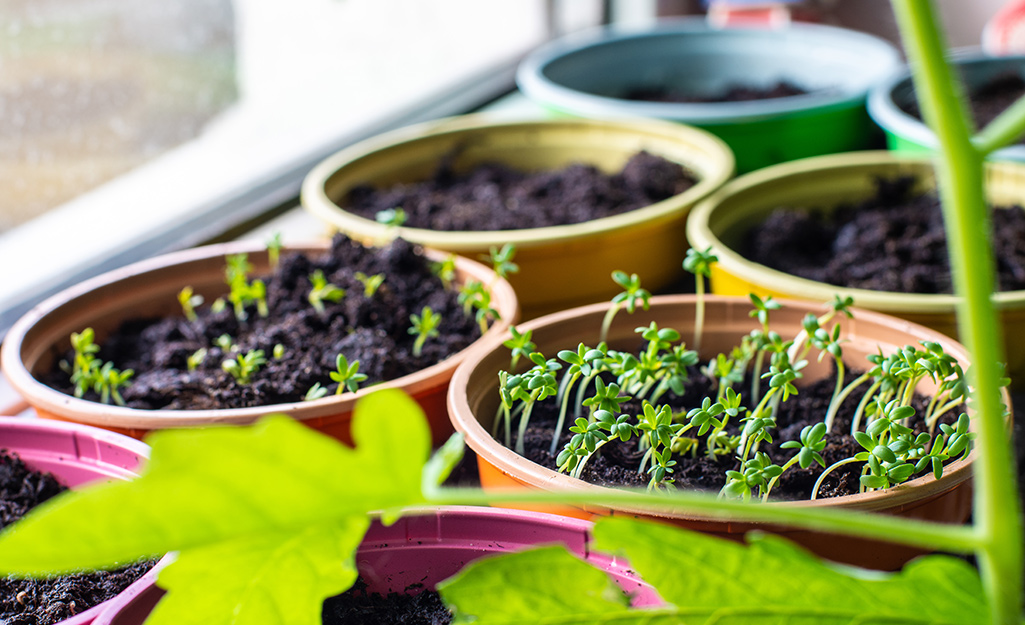 Pots of herb seedlings beginning to sprout.