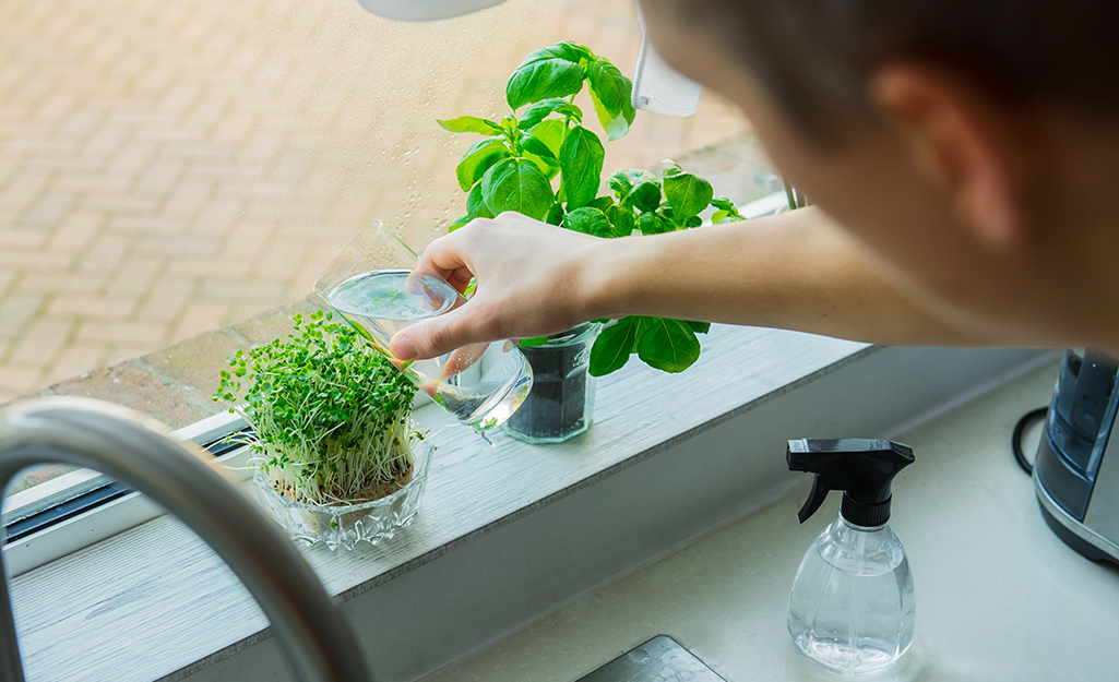 Someone using a small glass to water potted herbs and a saucer of sprouts on a windowsill.