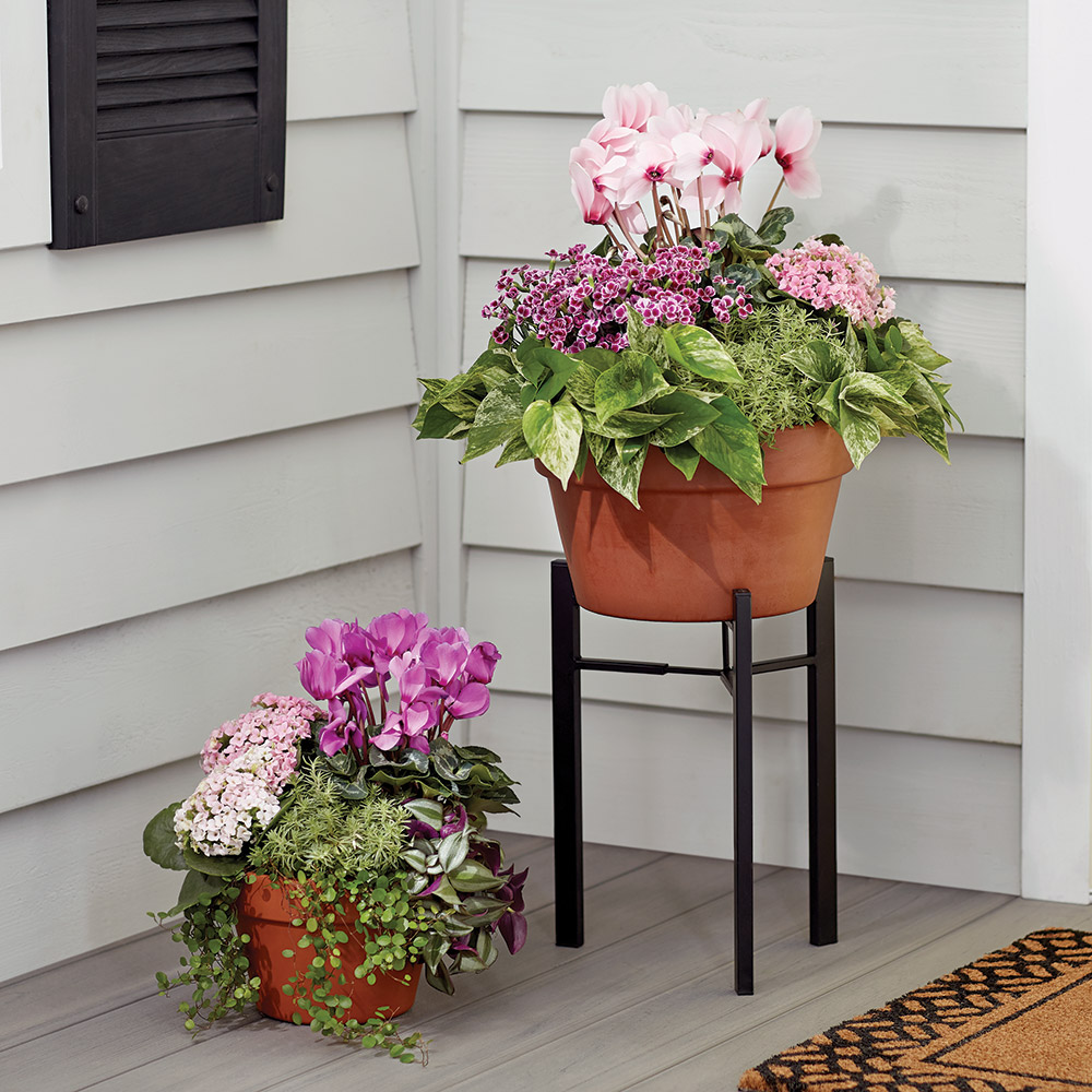 Pink flowers and green foliage in terra cotta containers
