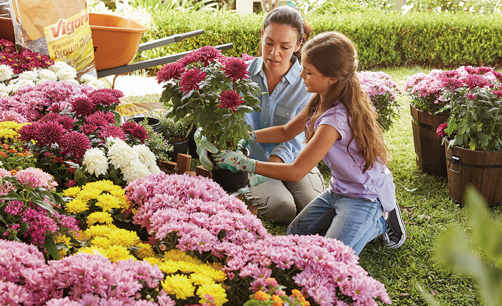 Gardener with child planting fall mums 