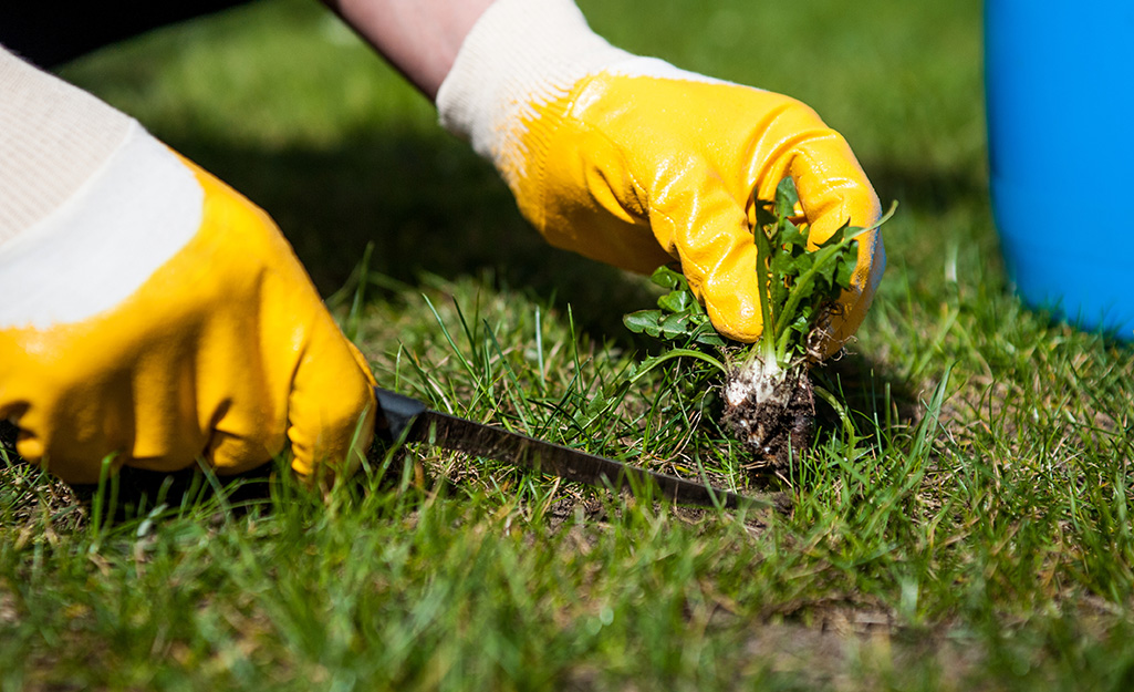 Gardener uses a tool to remove weeds from a lawn