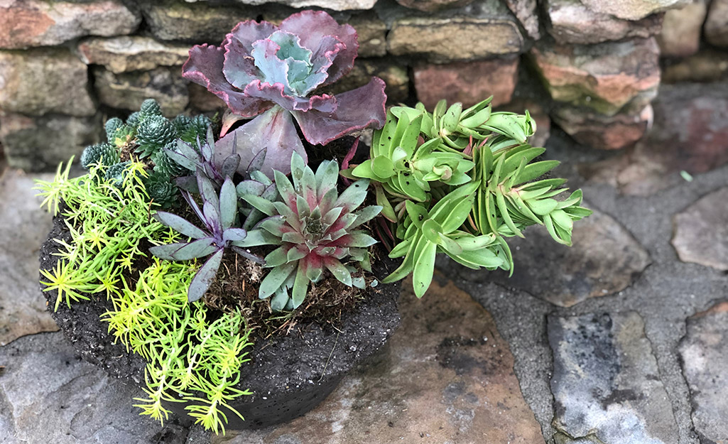 A variety of succulents in a hypertufa container.