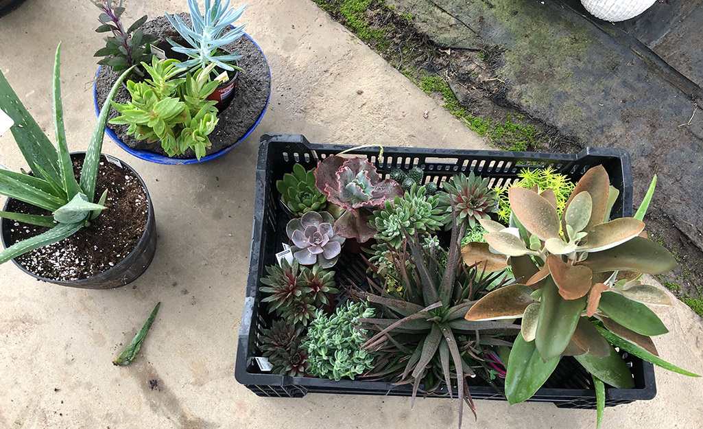 Succulents planted in hypertufa containers.