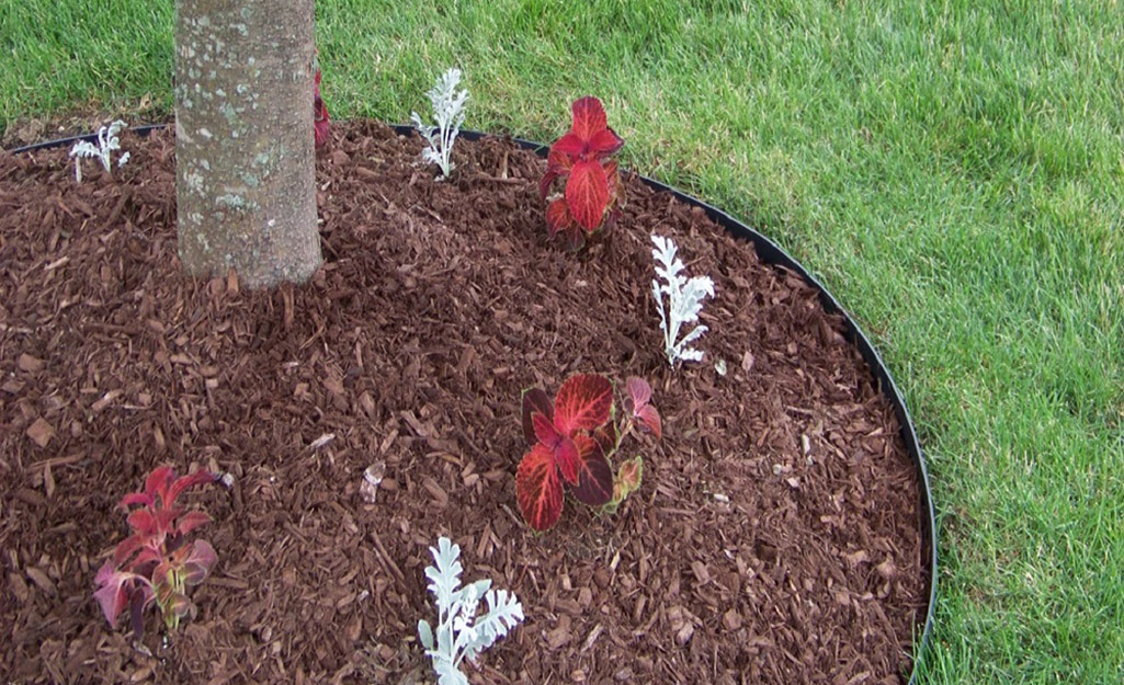 No-dig edging surrounds a mulched bed around a tree.