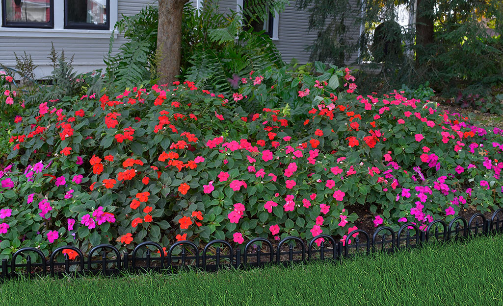 Scroll metal edging surrounds a flower border.