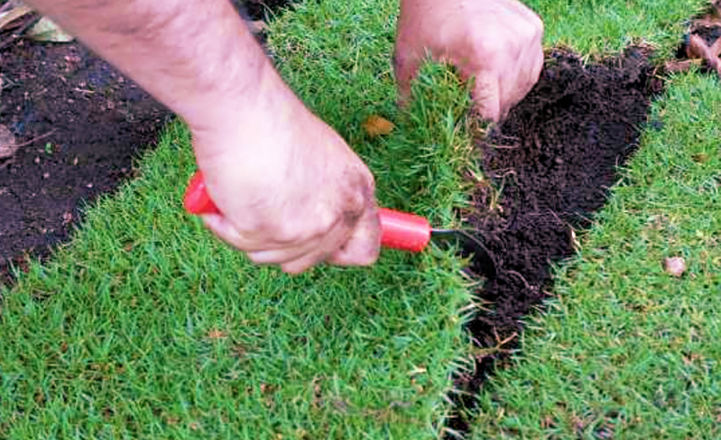 A man cuts and adds sod to a lawn.