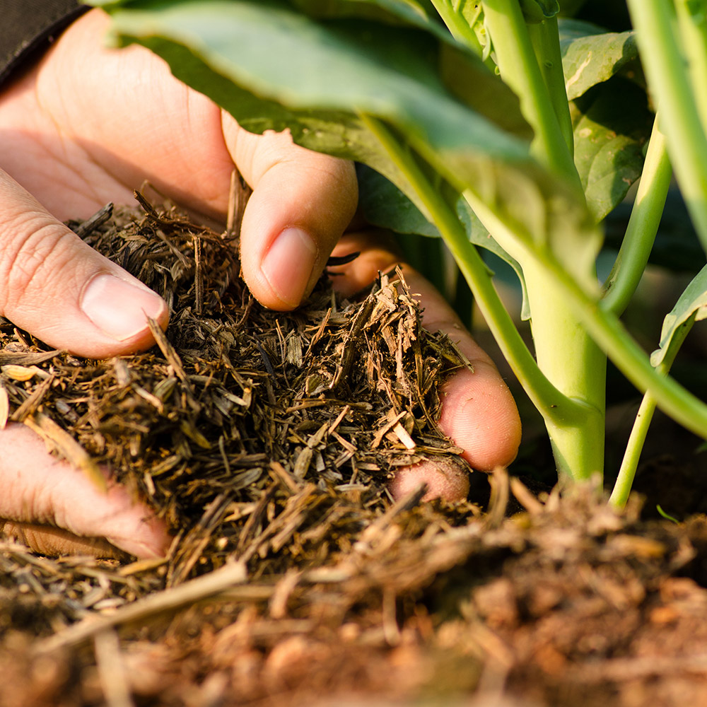 Gardener placing mulch around plants