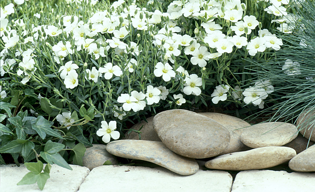 River rocks and mulch placed around white blooming flowers.