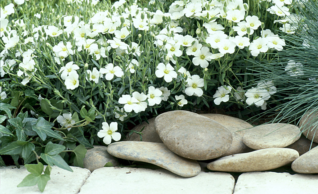 What mulch color/ variety should I replace the current mulch with to make  it look better? We have decorative stones on the border shown here and all  around our home . : r/landscaping