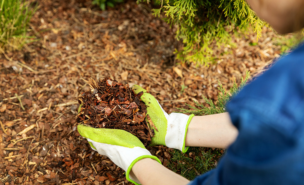 A gardener scooping up mulch.