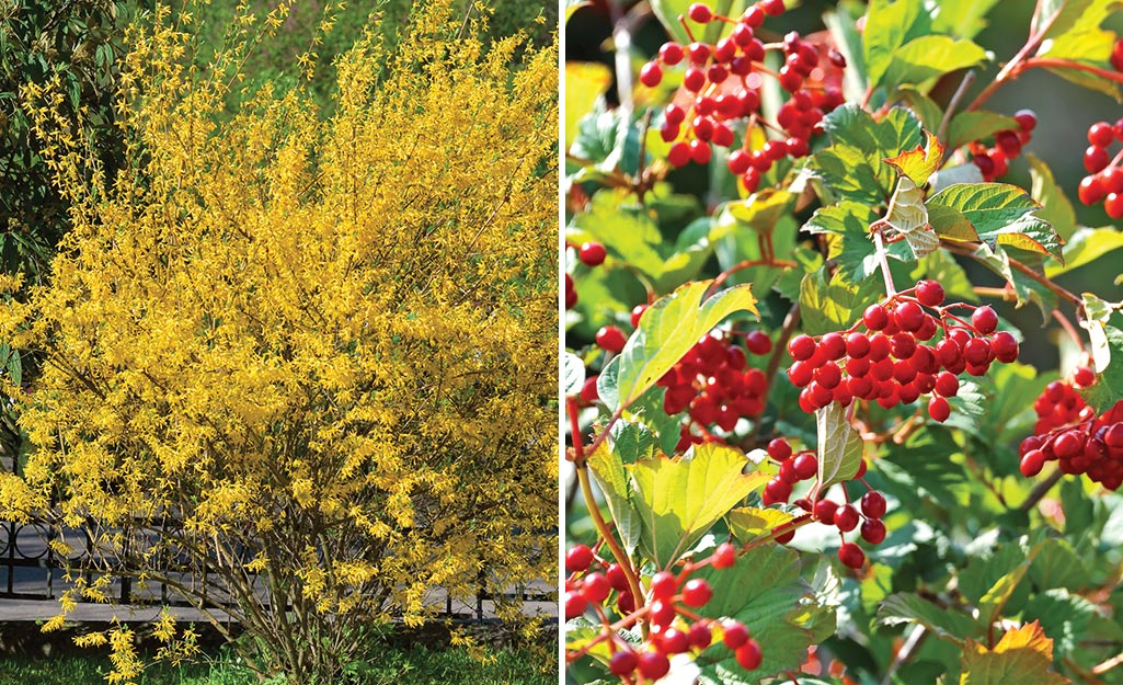 Yellow forsythia shrub and viburnum bush with red berries