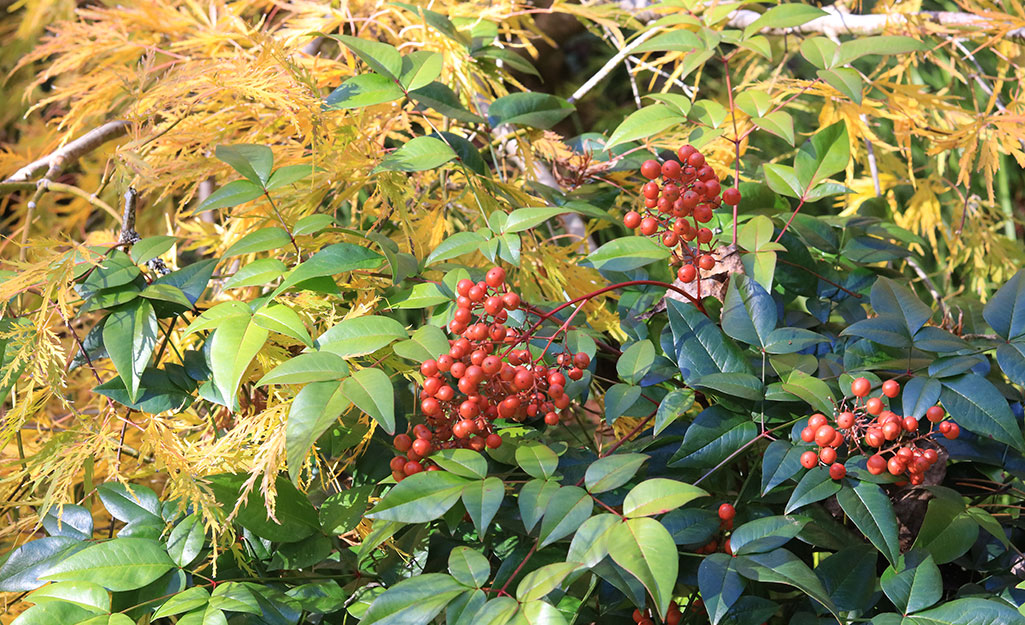 Bright red berries on a shrub in a garden