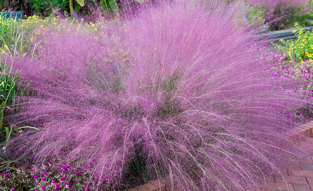 Pink Muhly grass in the garden