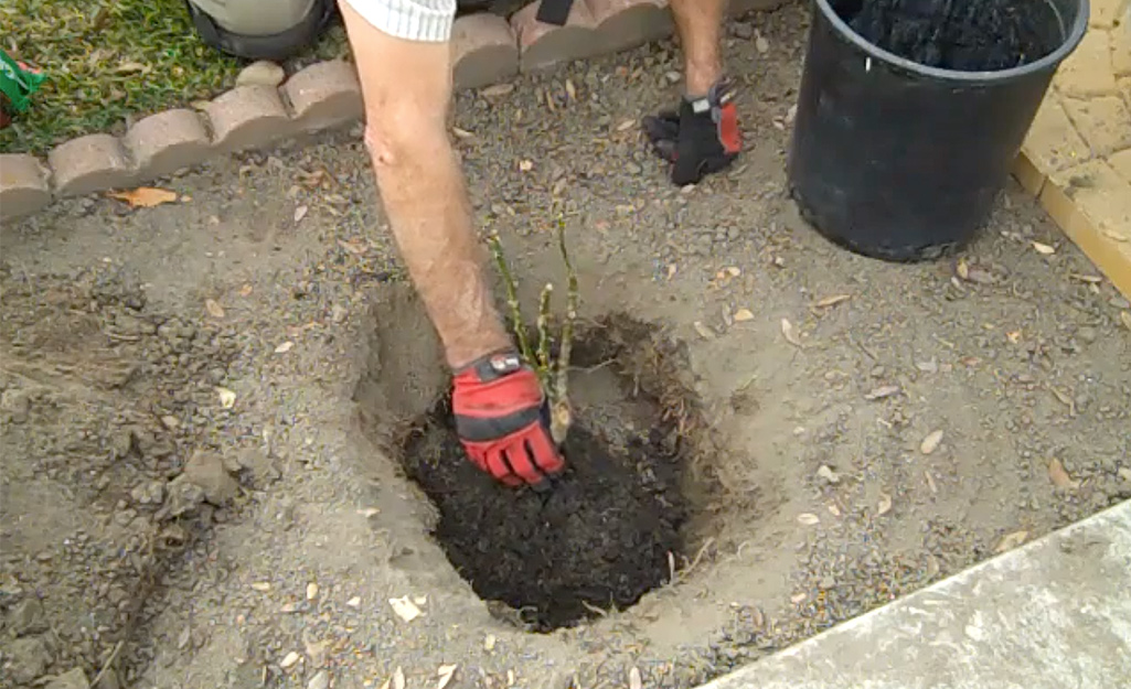 A man plants a bare root rose in a garden bed. A man plants a bare root rose in a garden bed.