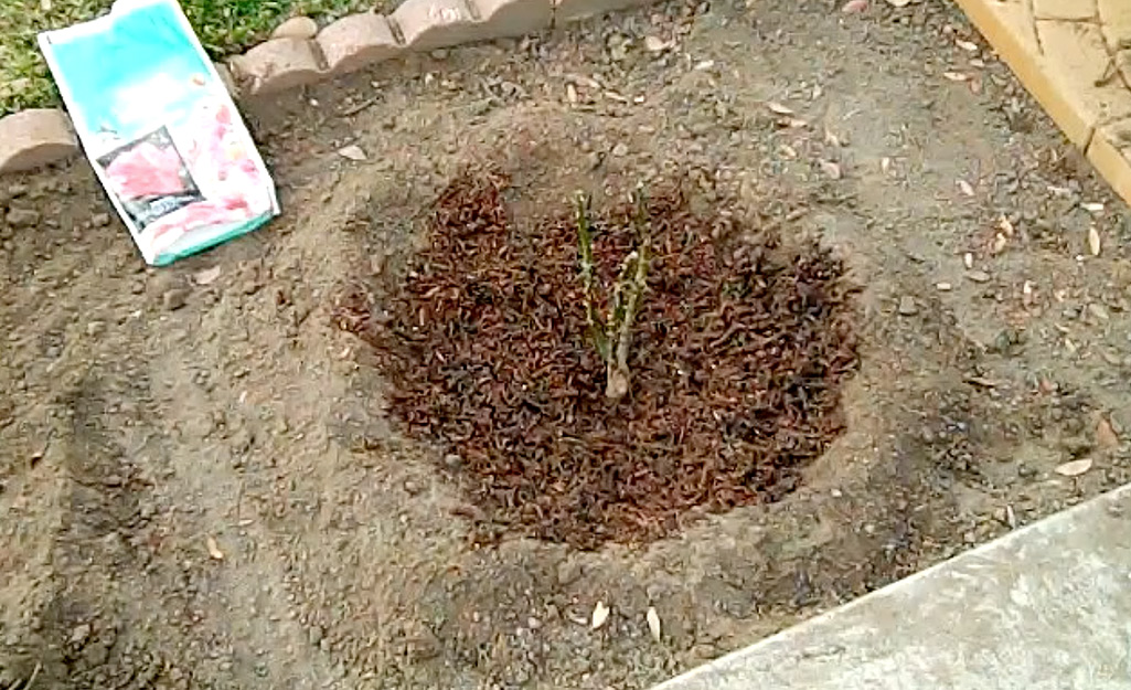 A bare root rose in a garden bed. A bare root rose in a garden bed.