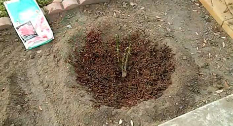 Plant bud union - Plant Bare-Root Rose Plant bud union - Plant Bare-Root Rose