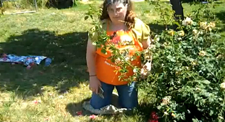 Rose maintenance - Plant Bare-Root Rose Rose maintenance - Plant Bare-Root Rose