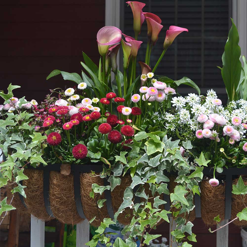 How To Plant A Colorful Window Box The Home Depot