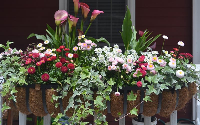 How To Plant A Colorful Window Box The Home Depot