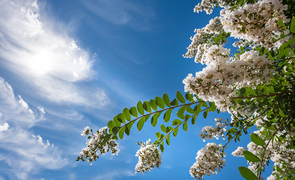 A close-up of Crape Myrtle flowers and leaves with a blue sky.