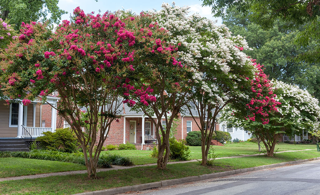 Different colored crape myrtle trees in front of a house.