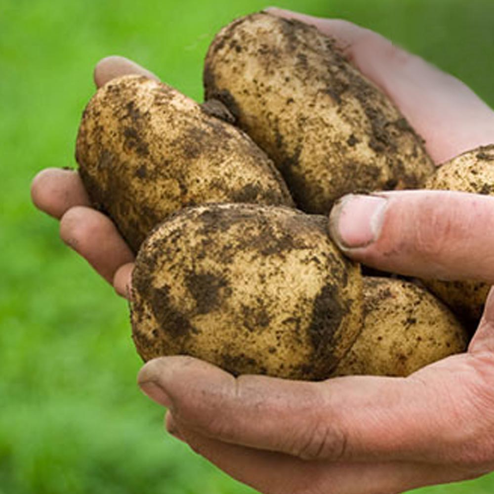How to Plant a Potato Barrel Garden