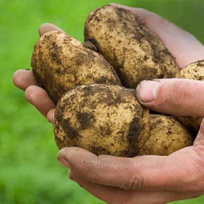 How to Grow Potatoes in a Potato Barrel