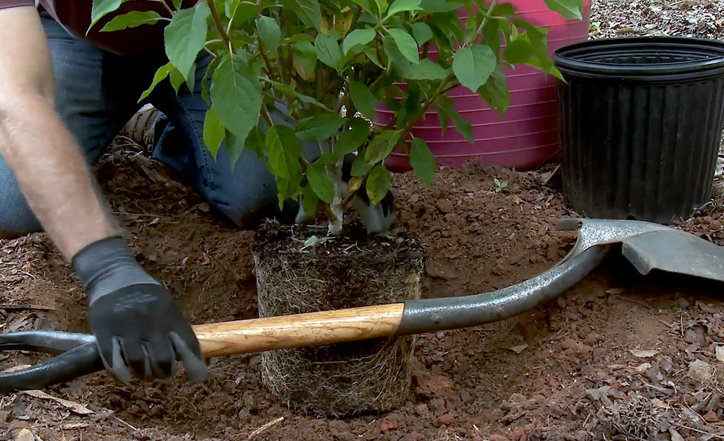 A person lays a shovel handle across the top of the opening of a hole for planting.